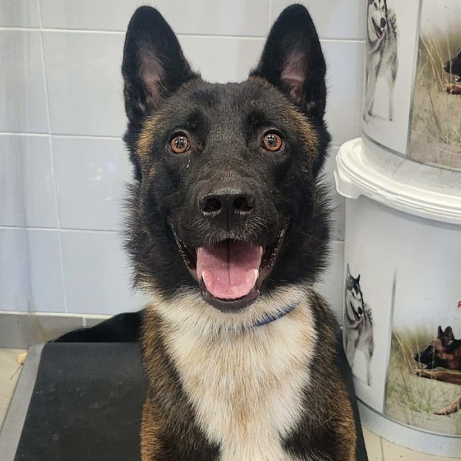 Bounty - Chien à adopter