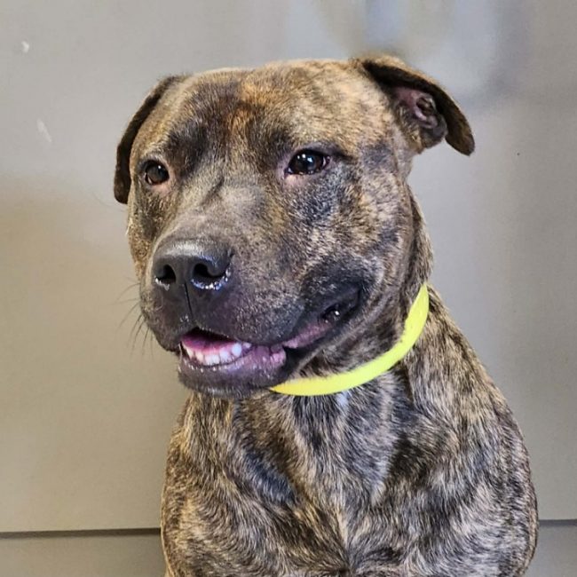Marcus - Chien à adopter