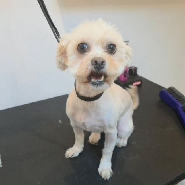 CAFELUTA - Chien Bichon à poil frisé à adopter