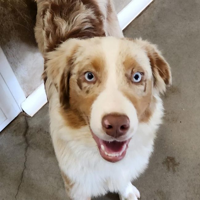 Valco - Chien à adopter