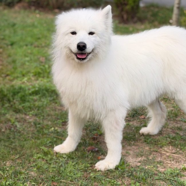 Misha - Chien Samoyéde à adopter