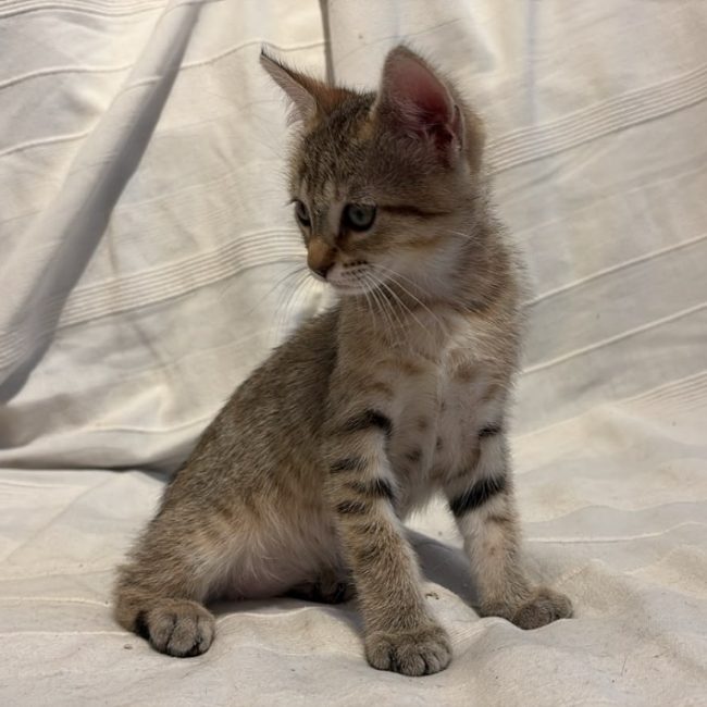 Suzanne - Chat à adopter