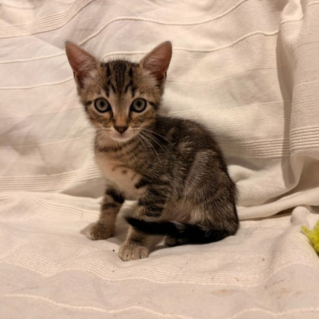 Arthur - Chat à adopter