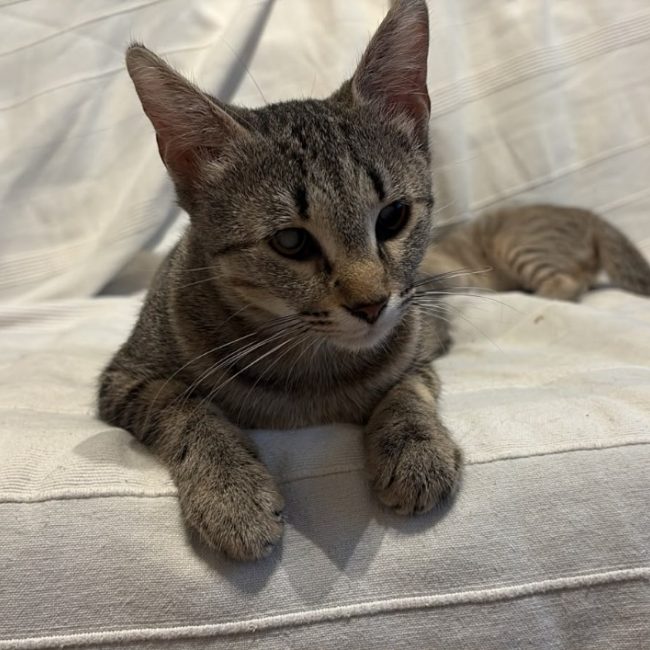 Abigail - Chat à adopter