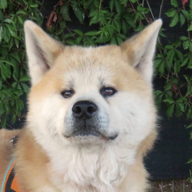Kaido - Chien Akita Inu à adopter