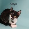 Onyx