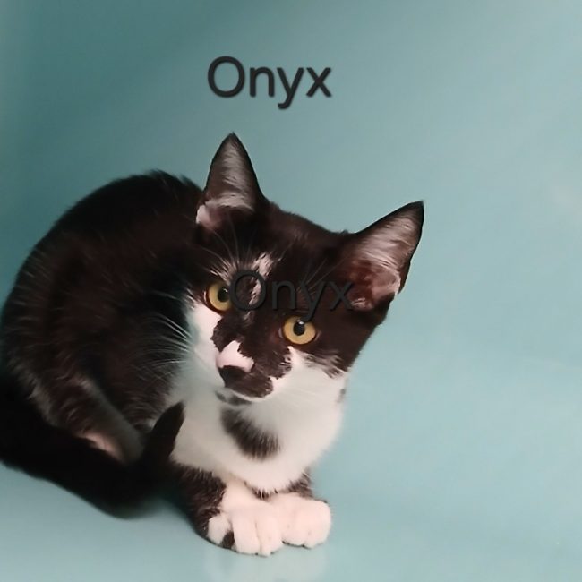 Onyx - Chat Européen à adopter