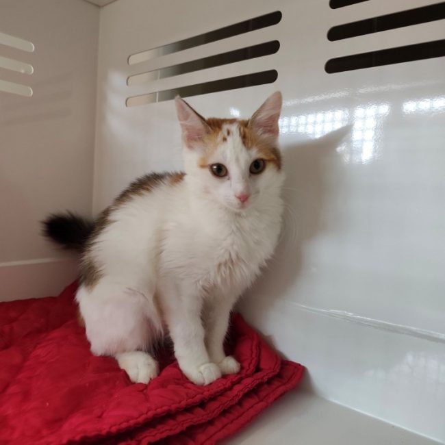 Aloé - Chat Européen à adopter