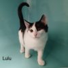 Lulu