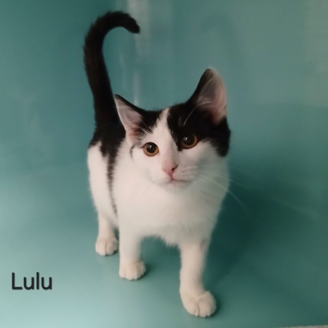 Lulu - Chat Européen à adopter