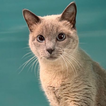 Naia - Chat Européen à adopter