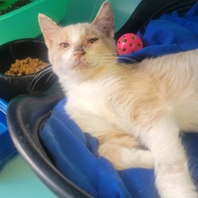 Saturne - Chat Européen à adopter