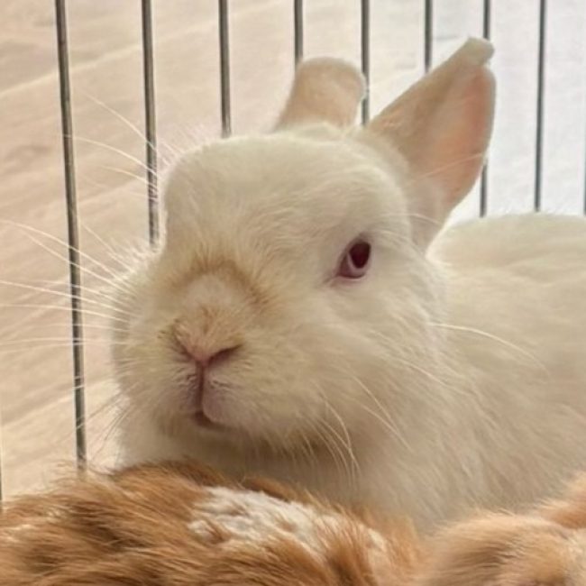 Paquerette - Rongeur Lapin à adopter