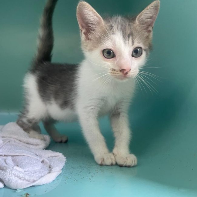 Iro - Chat Européen à adopter