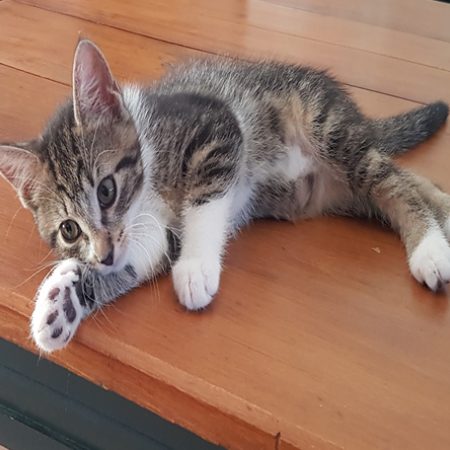 Linette - Chat Européen à adopter