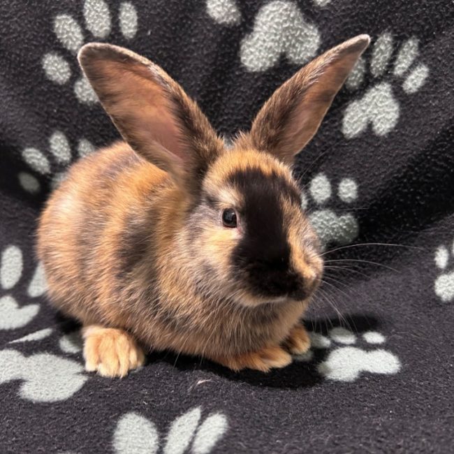 Noam et luna - Rongeur Lapin à adopter