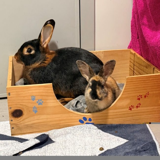 Luna - Rongeur Lapin à adopter
