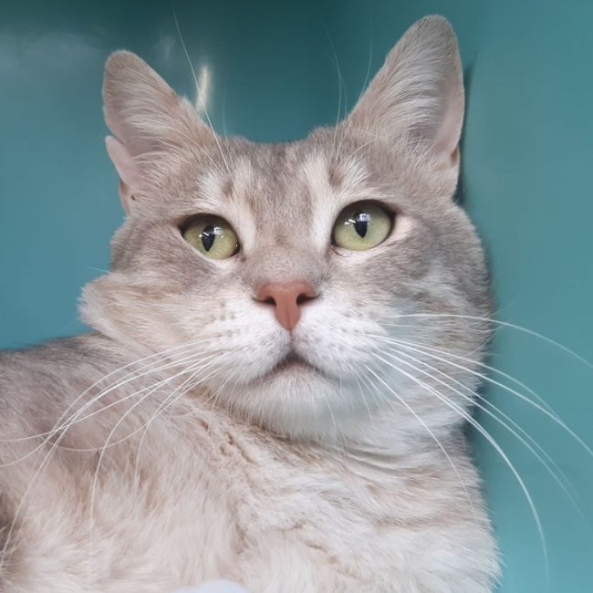 Otus - Chat Européen à adopter