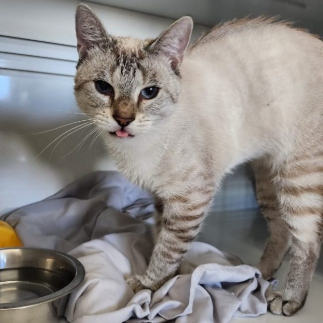 Diamand - Chat Européen à adopter