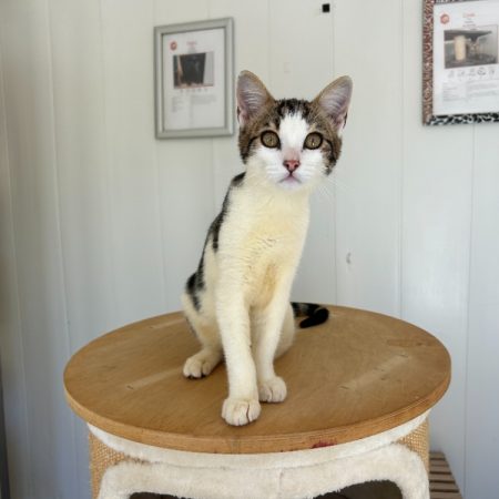 Marble - Chat Européen à adopter