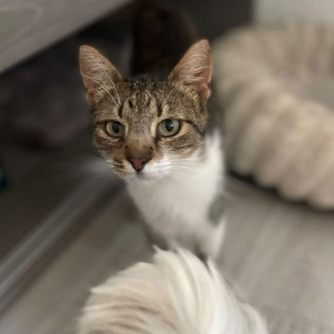 AMANDA - Chat à adopter