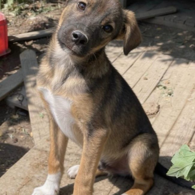 BRIO - Chien à adopter