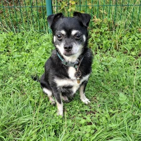 Pepere - Chien Chihuahua à adopter