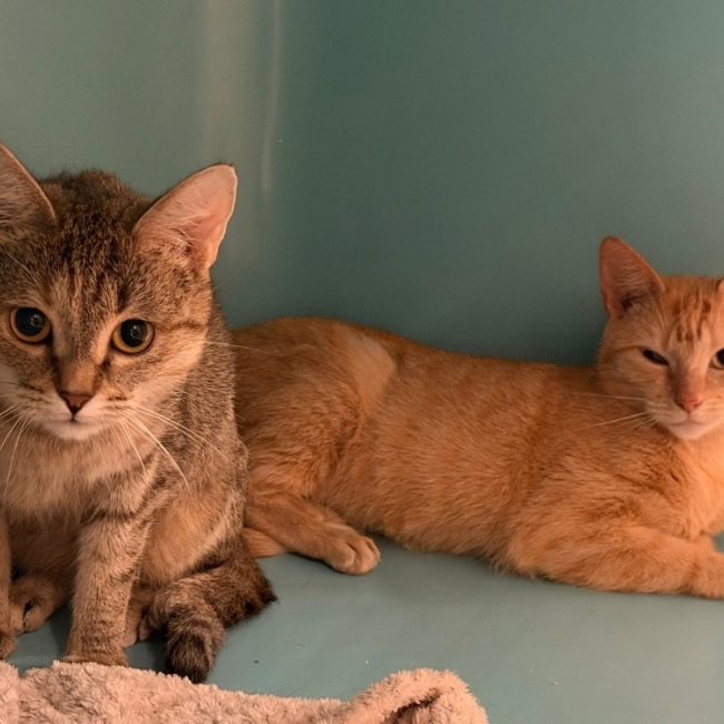 Pouffa - Chat Européen à adopter