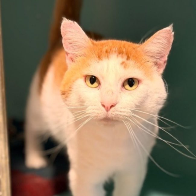 Grododu - Chat Européen à adopter