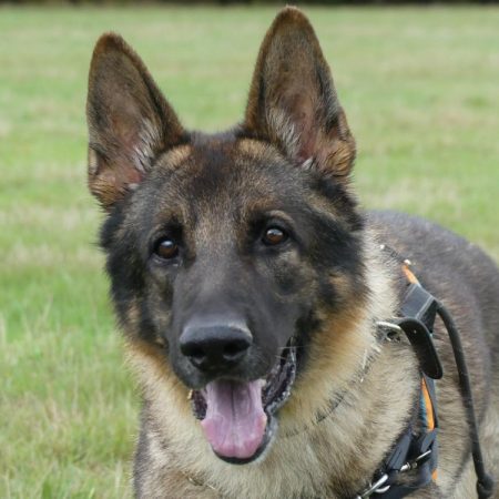 Parouk - Chien Berger Allemand à adopter