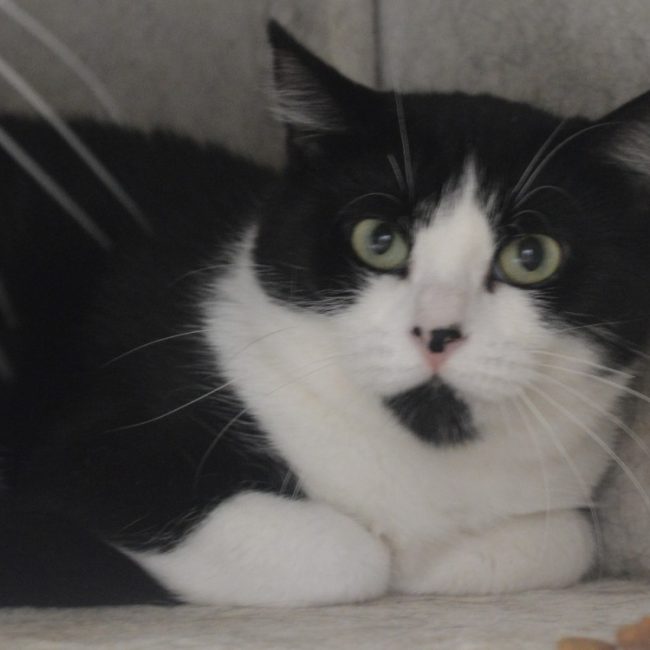 Eclipse - Chat Européen à adopter