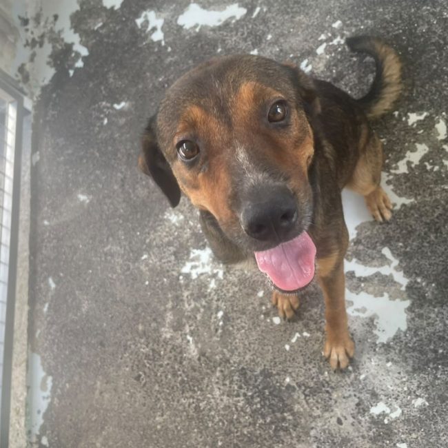 Wally - Chien à adopter