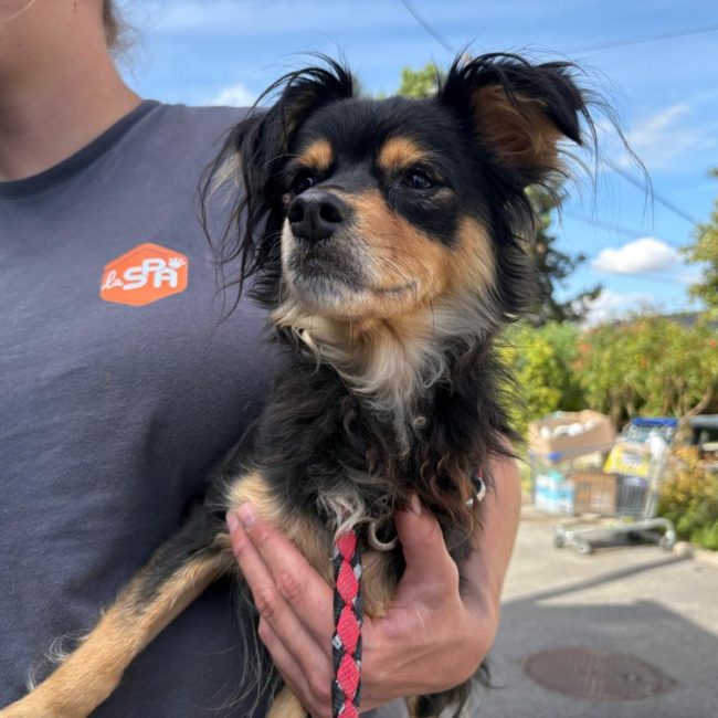 Rosie - Chien Ratier pragois à adopter