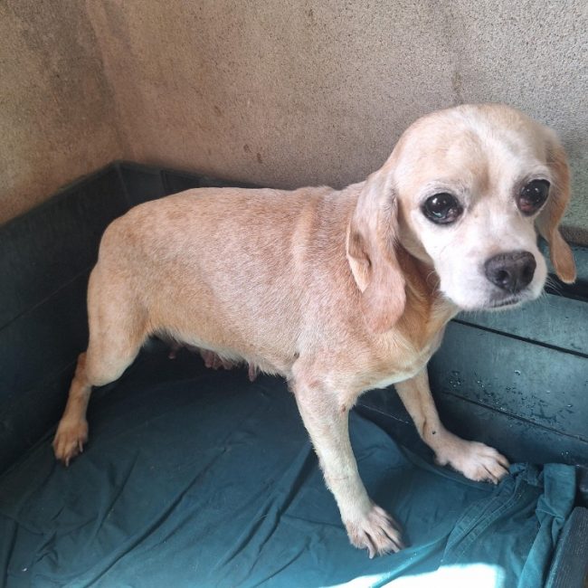 Iris - Chien à adopter