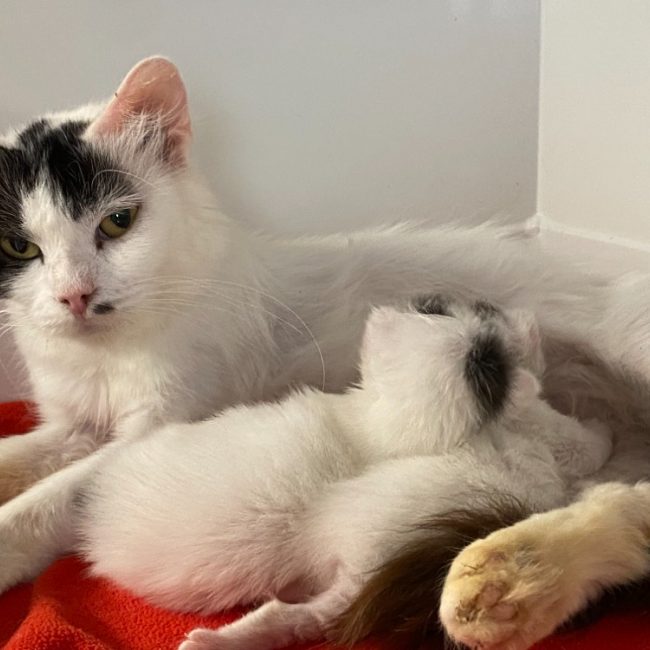 Eden