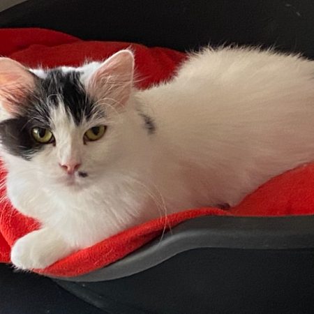 Cookie - Chat Européen à adopter