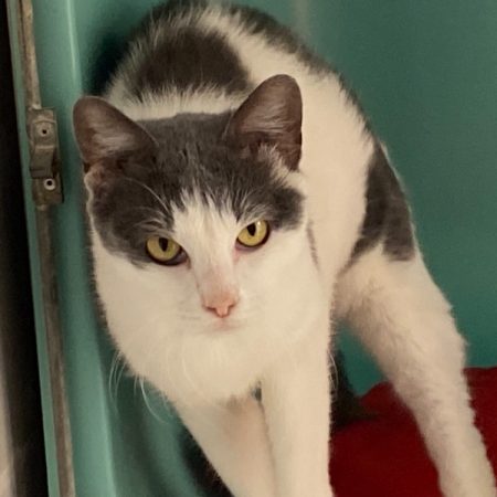Pixel - Chat Européen à adopter