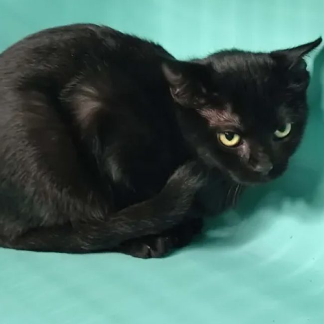 Myla