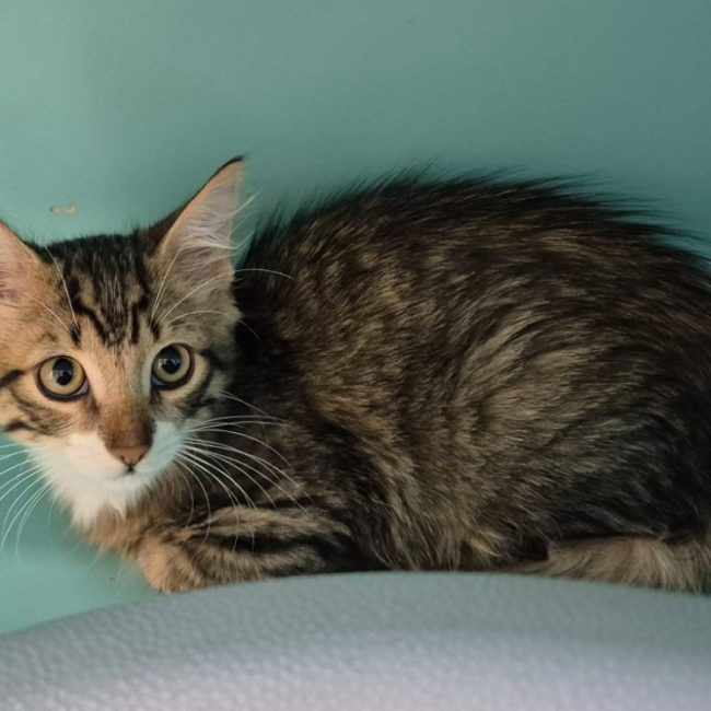 Matrix - Chat Européen à adopter