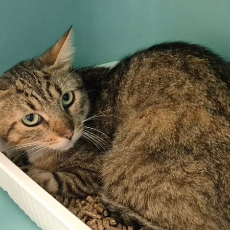 Shining - Chat Européen à adopter