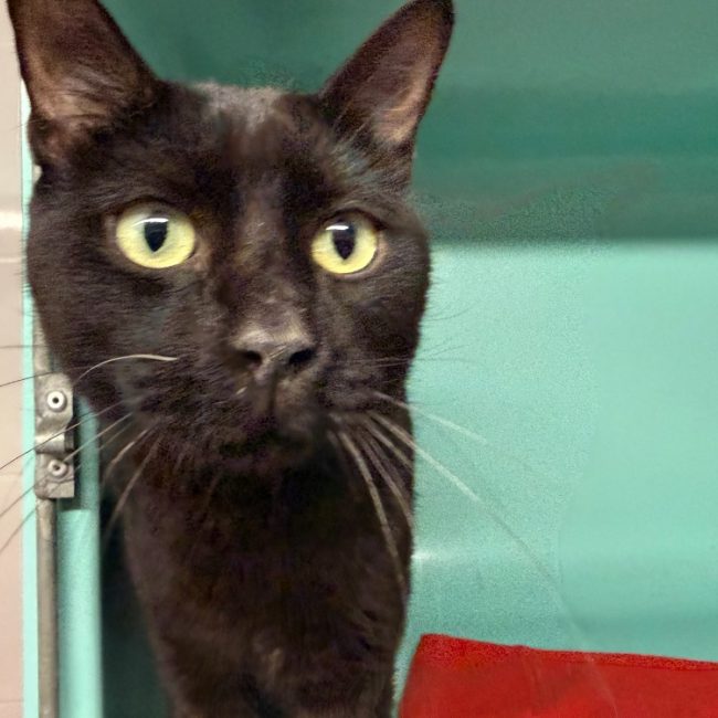 Pepito - Chat Européen à adopter