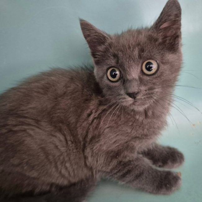 Yoyo - Chat Européen à adopter