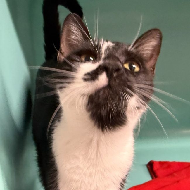 Rosita - Chat Européen à adopter