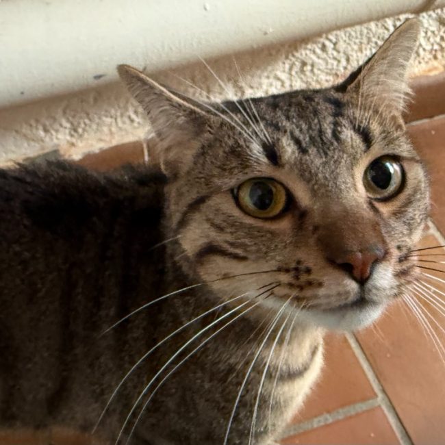Simba - Chat Européen à adopter