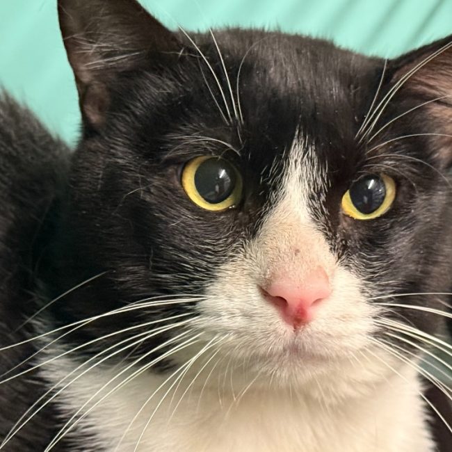 Carlito - Chat Européen à adopter