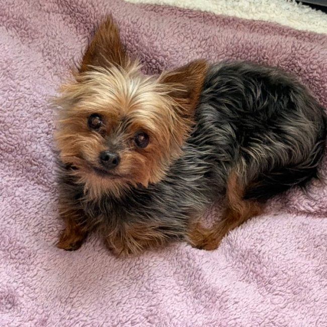 Snoopy - Chien Yorkshire Terrier à adopter