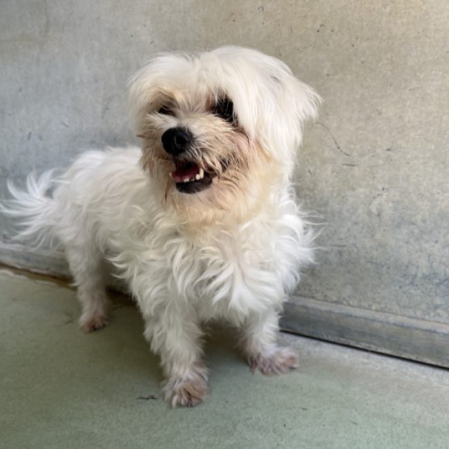 Nantua - Chien Bichon à poil frisé à adopter