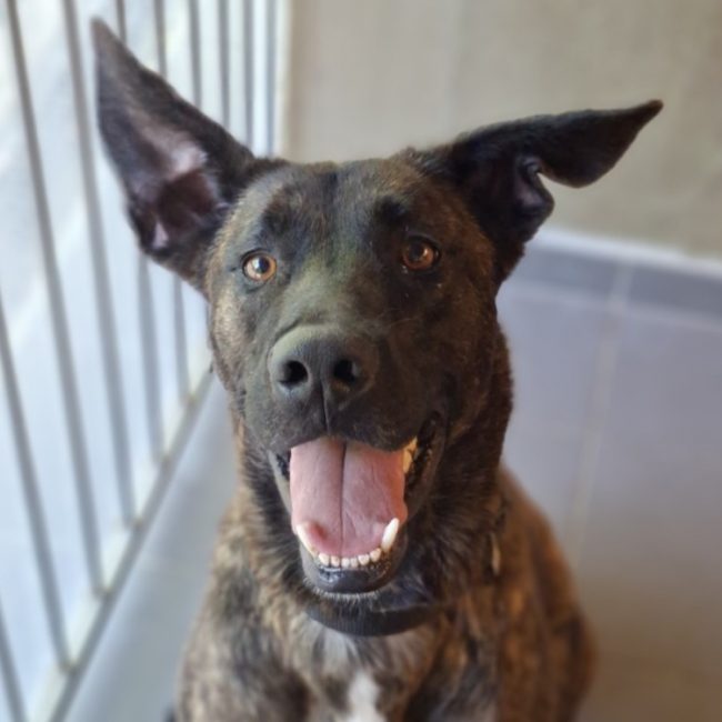 Vega - Chien Berger à adopter