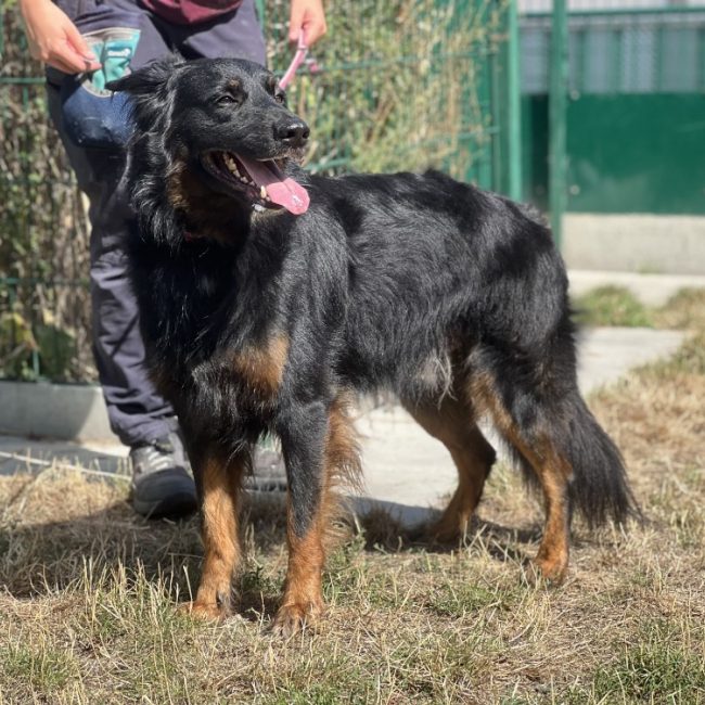 Krusty - Chien à adopter