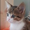 Barnabé